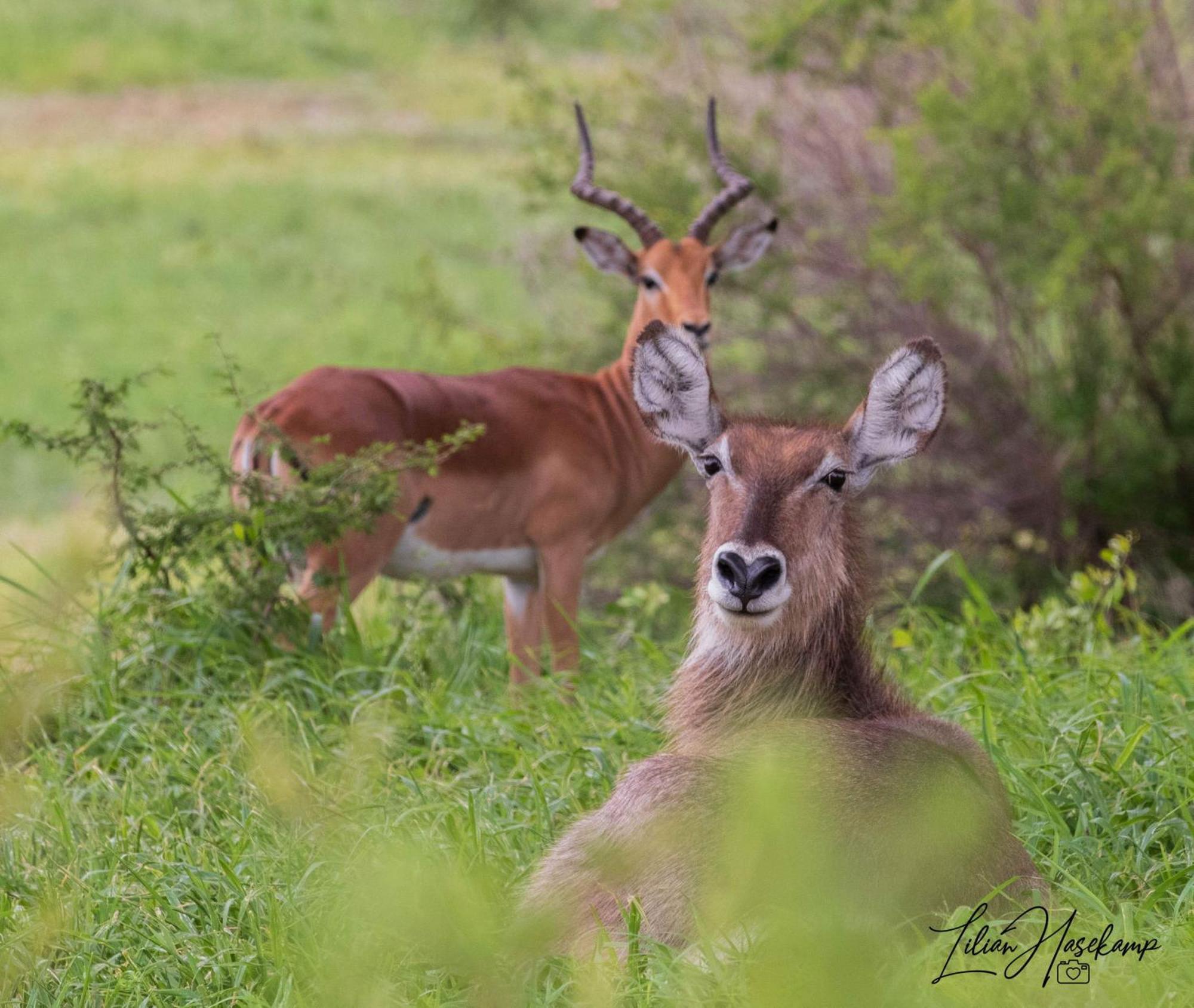 Hasekamp Family Bush Lodge Hoedspruit Ngoại thất bức ảnh