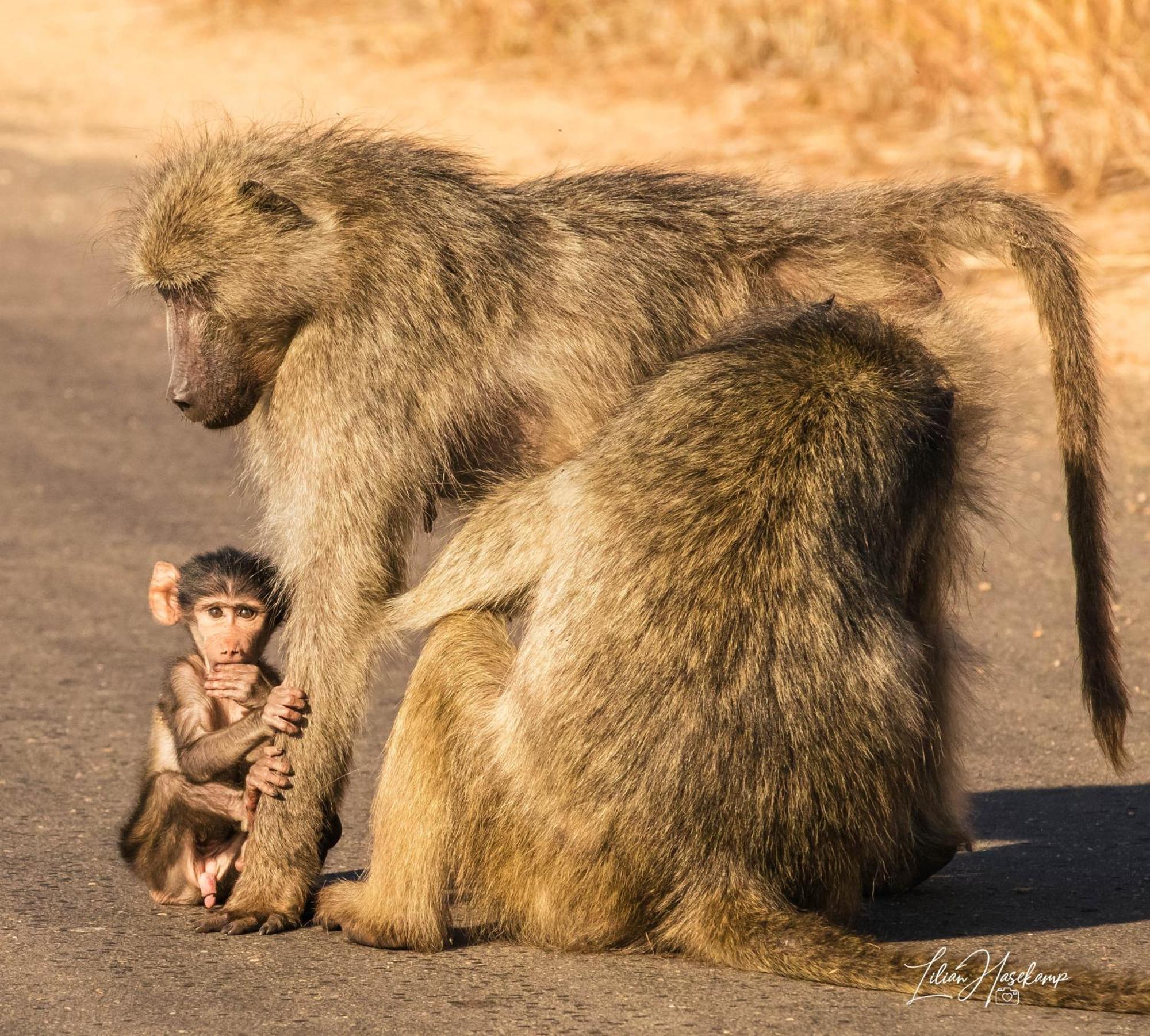 Hasekamp Family Bush Lodge Hoedspruit Ngoại thất bức ảnh